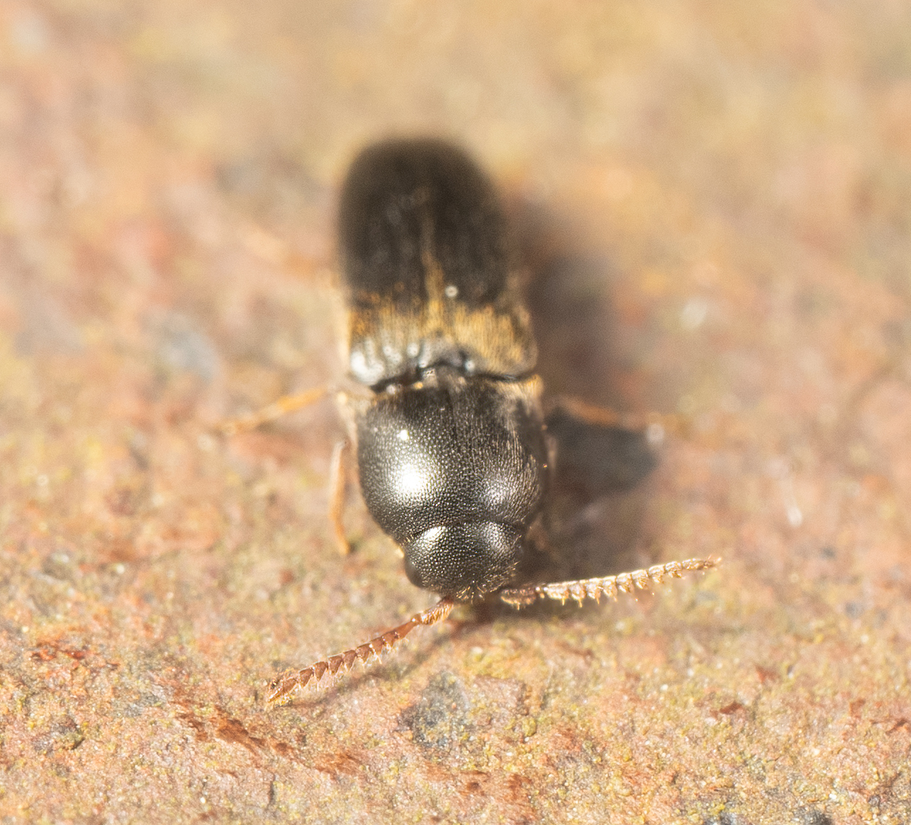 <em>Deltometopus amoenicornis</em> in Montgomery Co., Maryland (9/10/2025). (c) Jim Moore (Maryland), some rights reserved (CC BY-NC)