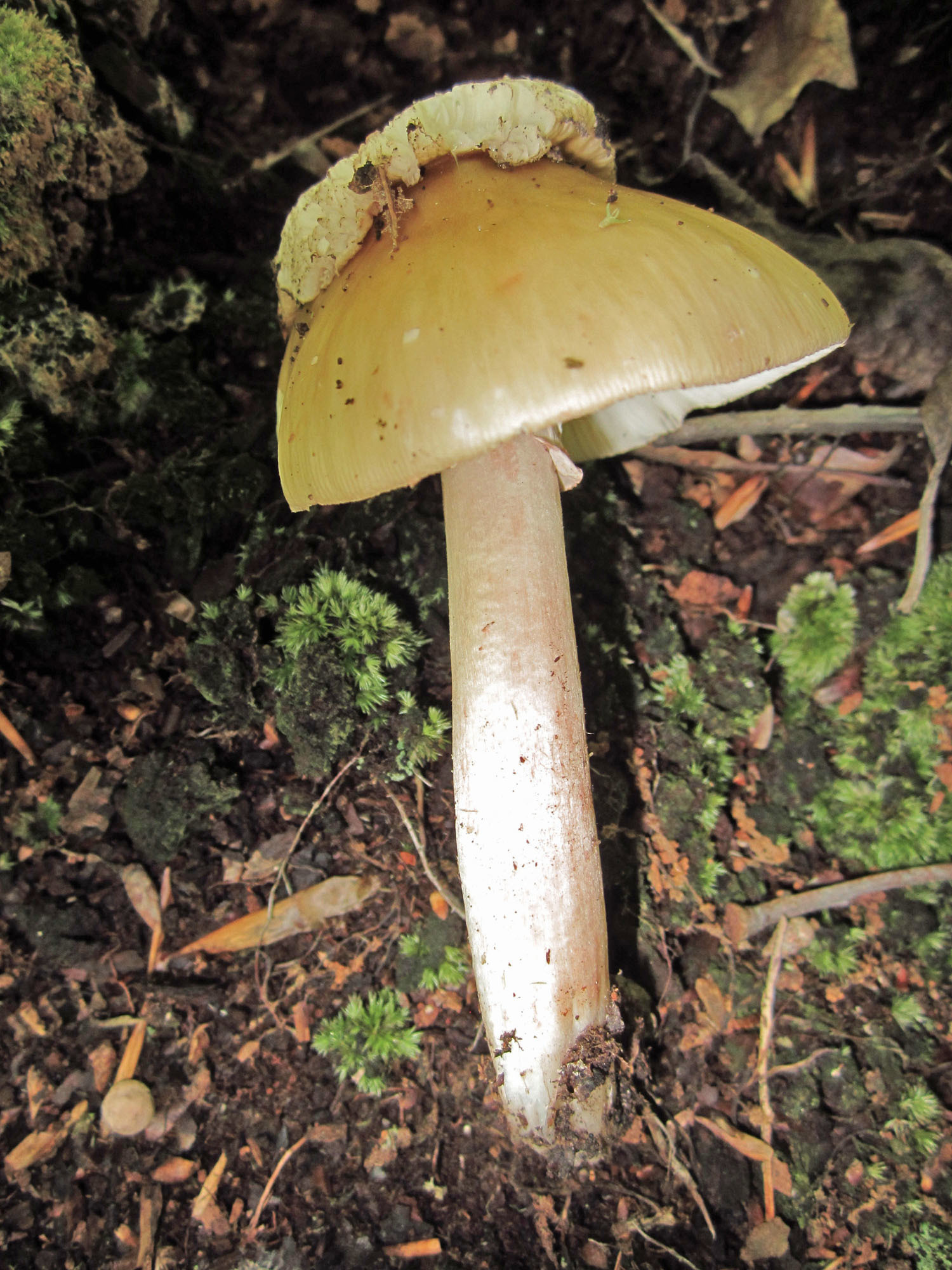 <em>Hypomyces tremellicola</em> in Howard Co., Maryland (7/10/2015). (c) Joanne and Robert Solem, some rights reserved (CC BY-NC)