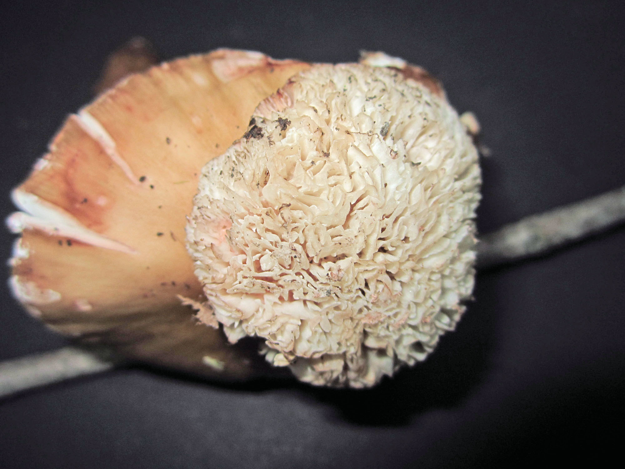 <em>Hypomyces tremellicola</em> in Howard Co., Maryland (7/10/2015). (c) Joanne and Robert Solem, some rights reserved (CC BY-NC)