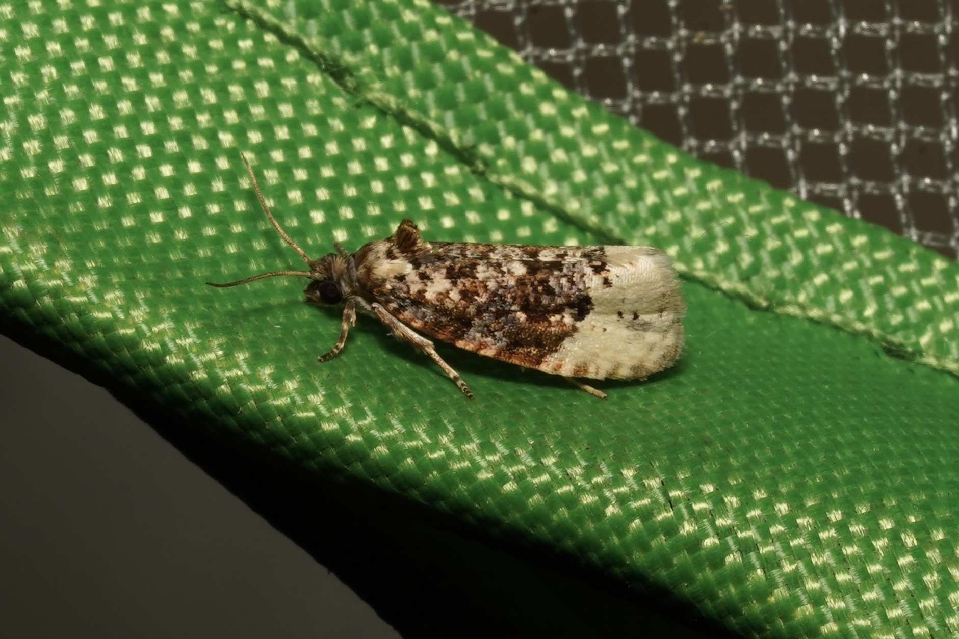 Off-white Hedya Moth in Garrett Co., Maryland (Date obscured). (c) Kyle Klotz, all rights reserved