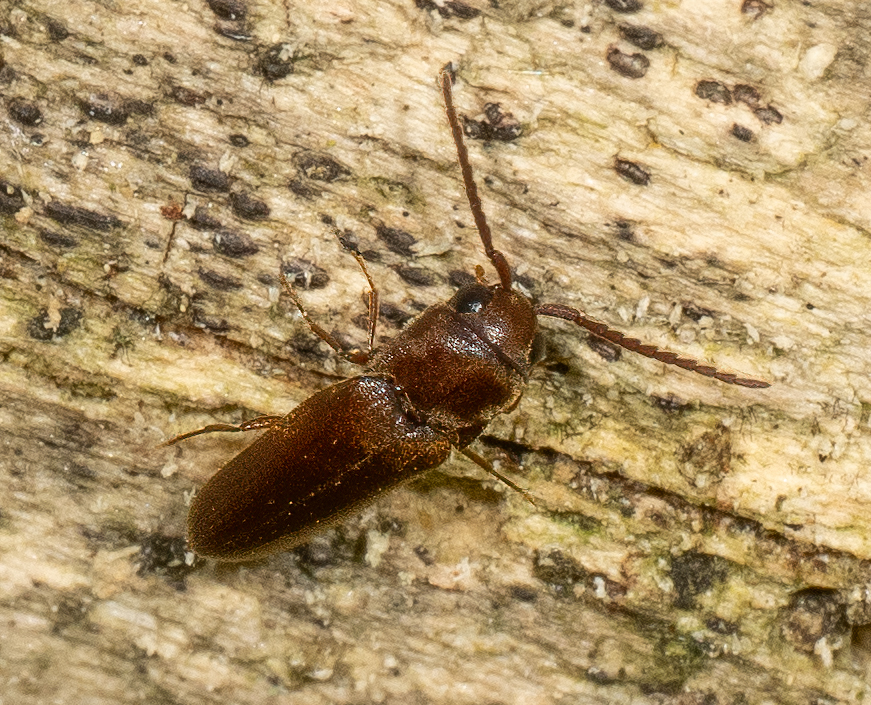 <em>Dirrhagofarsus unicolor</em> in Montgomery Co., Maryland (6/6/2024). Determined by Robert Otto/BugGuide. (c) Jim Moore (Maryland), some rights reserved (<a rel='license' href='http://creativecommons.org/licenses/by-nc/4.0/'>CC BY-NC</a>).