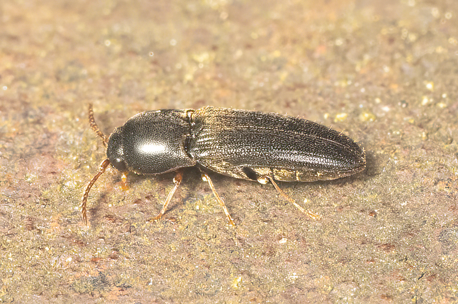 <em>Deltometopus amoenicornis</em> in Montgomery Co., Maryland (9/10/2025). Determined by Robert Otto/BugGuide.  (c) Jim Moore (Maryland), some rights reserved (CC BY-NC)