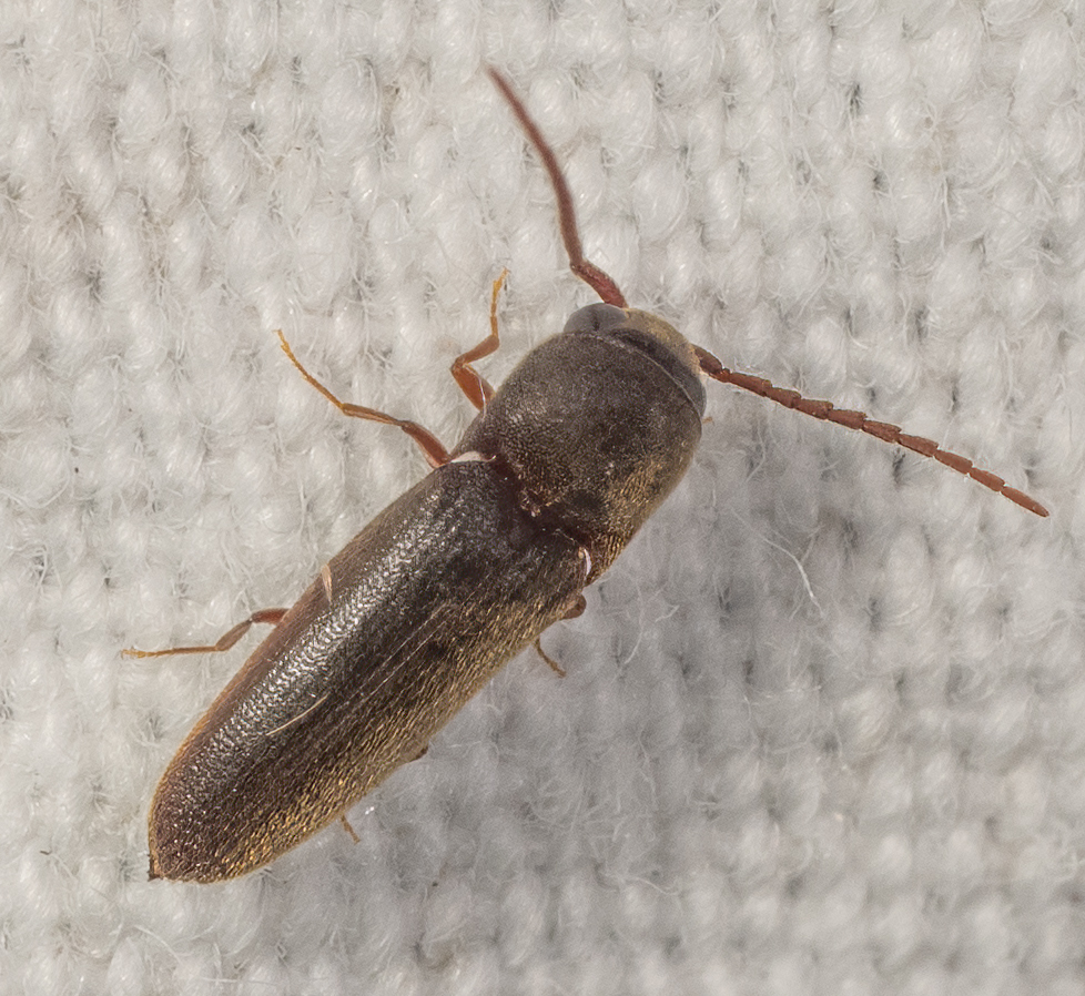 <em>Dirrhagofarsus unicolor</em> in Montgomery Co., Maryland (9/9/2025). Determined by Robert Otto/BugGuide. (c) Jim Moore (Maryland), some rights reserved (CC BY-NC)