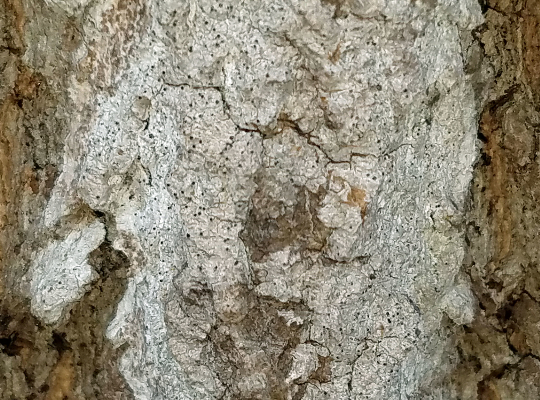 <em>Arthopyrenia fallaciosa</em> in Howard Co., Maryland (1/11/2020). (c) Joanne and Robert Solem, some rights reserved (<a rel='license' href='http://creativecommons.org/licenses/by-nc/4.0/'>CC BY-NC</a>).