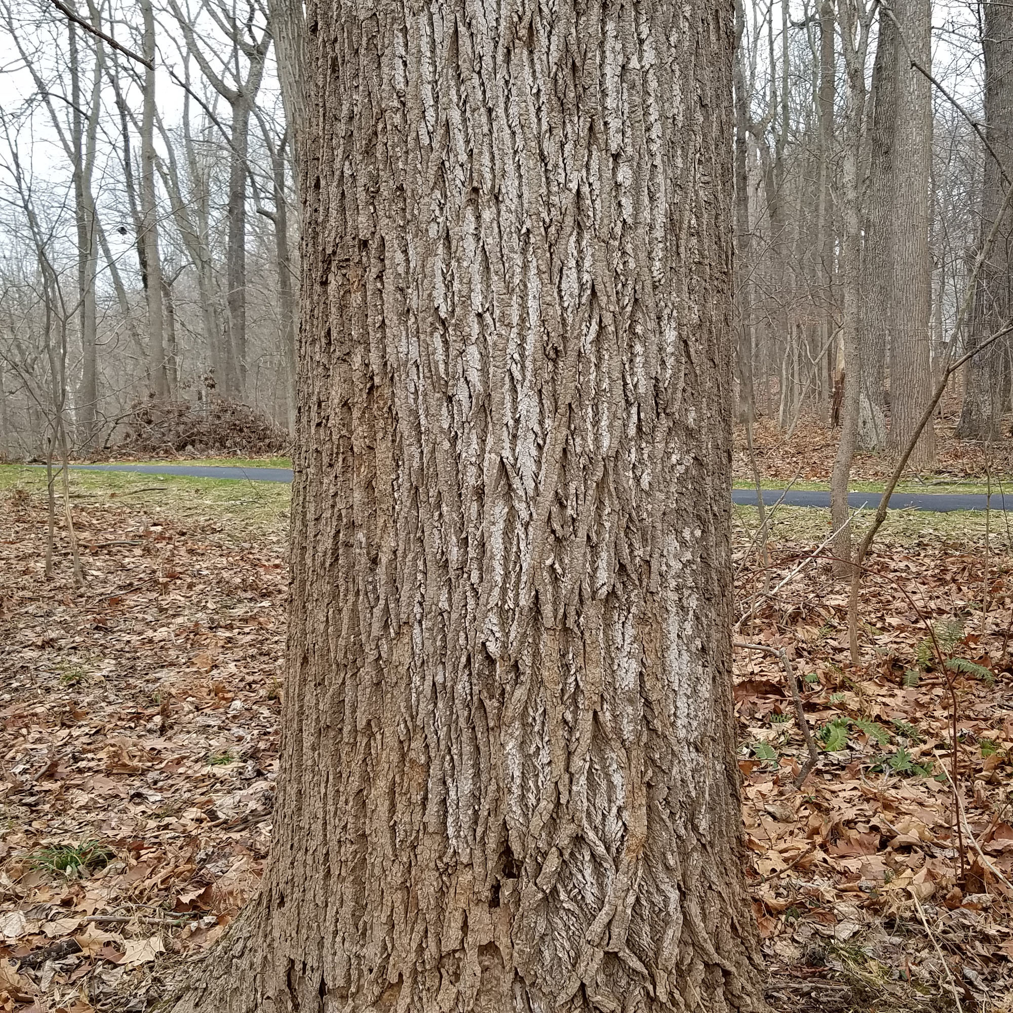 <em>Arthopyrenia fallaciosa</em> in Howard Co., Maryland (1/11/2020). (c) Joanne and Robert Solem, some rights reserved (<a rel='license' href='http://creativecommons.org/licenses/by-nc/4.0/'>CC BY-NC</a>).