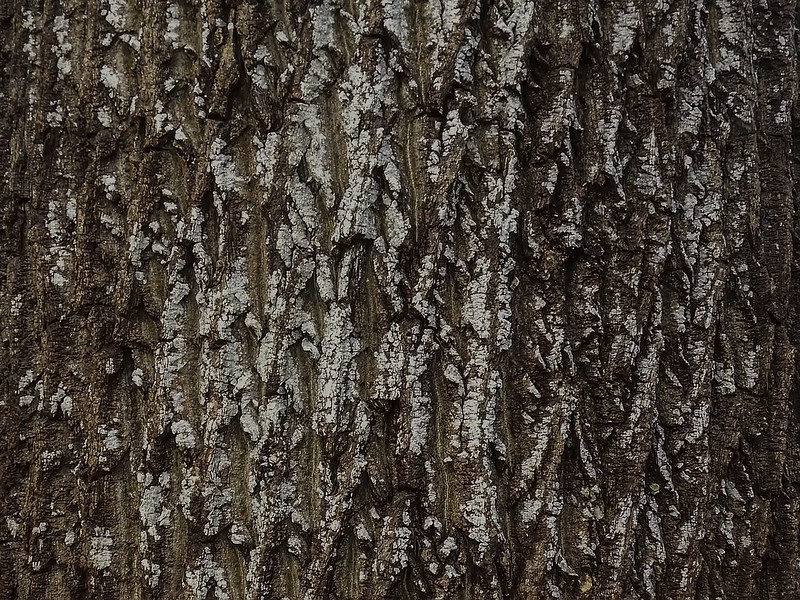 <em>Arthopyrenia fallaciosa</em> in Howard Co., Maryland (12/30/2019).