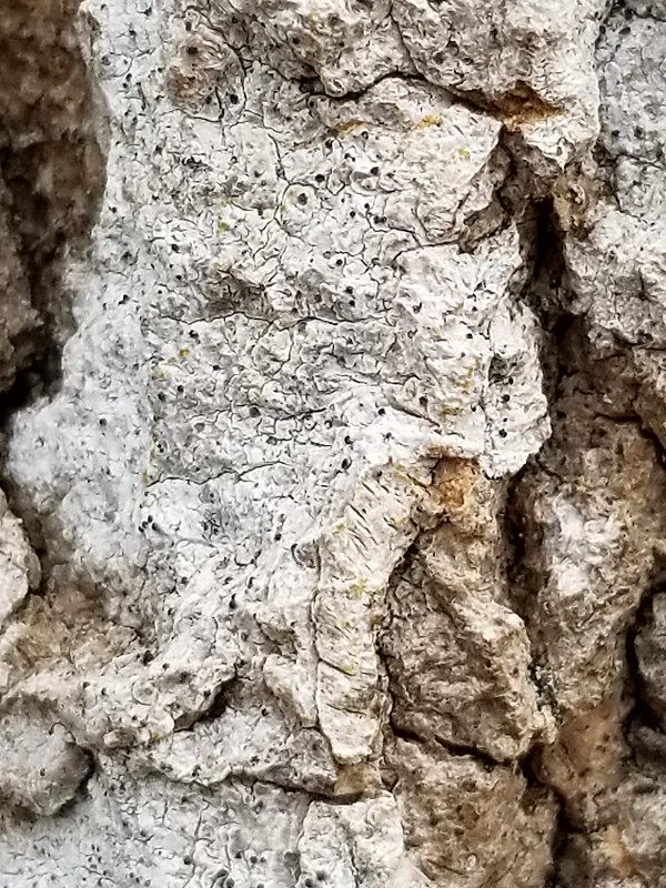 <em>Arthopyrenia fallaciosa</em> in Howard Co., Maryland (1/11/2020). Determined by Jo Solem.
