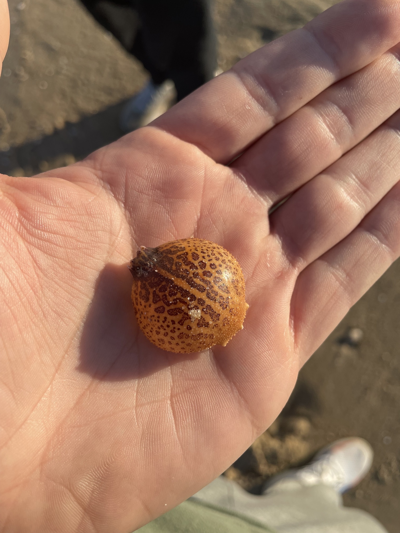 Speckled Purse Crab in Worcester Co., Maryland (2/27/2026). (c) skirteziusrex, some rights reserved (<a rel='license' href='http://creativecommons.org/licenses/by-nc/4.0/'>CC BY-NC</a>)