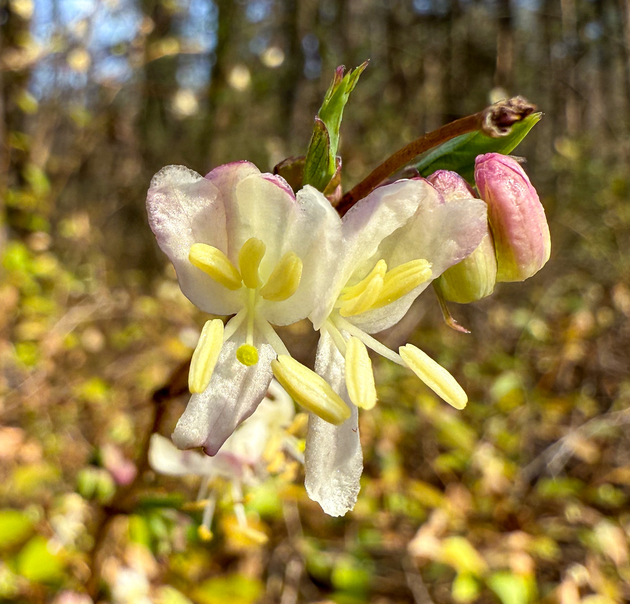 Chinese Honeysuckle in Caroline Co., Maryland (3/11/2026). (c) Jim Brighton, some rights reserved (<a rel='license' href='http://creativecommons.org/licenses/by-nc/4.0/'>CC BY-NC</a>)