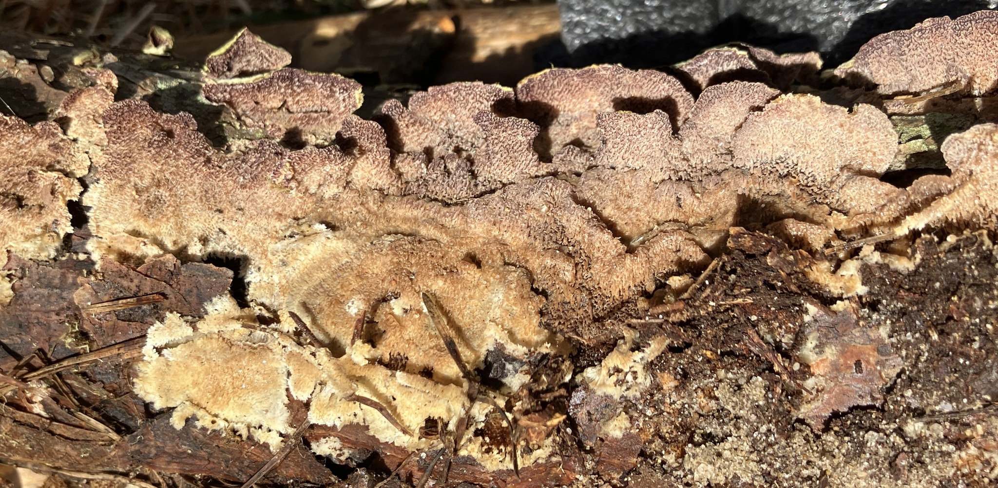 Media for Brown Purplepore Bracket - Trichaptum fuscoviolaceum