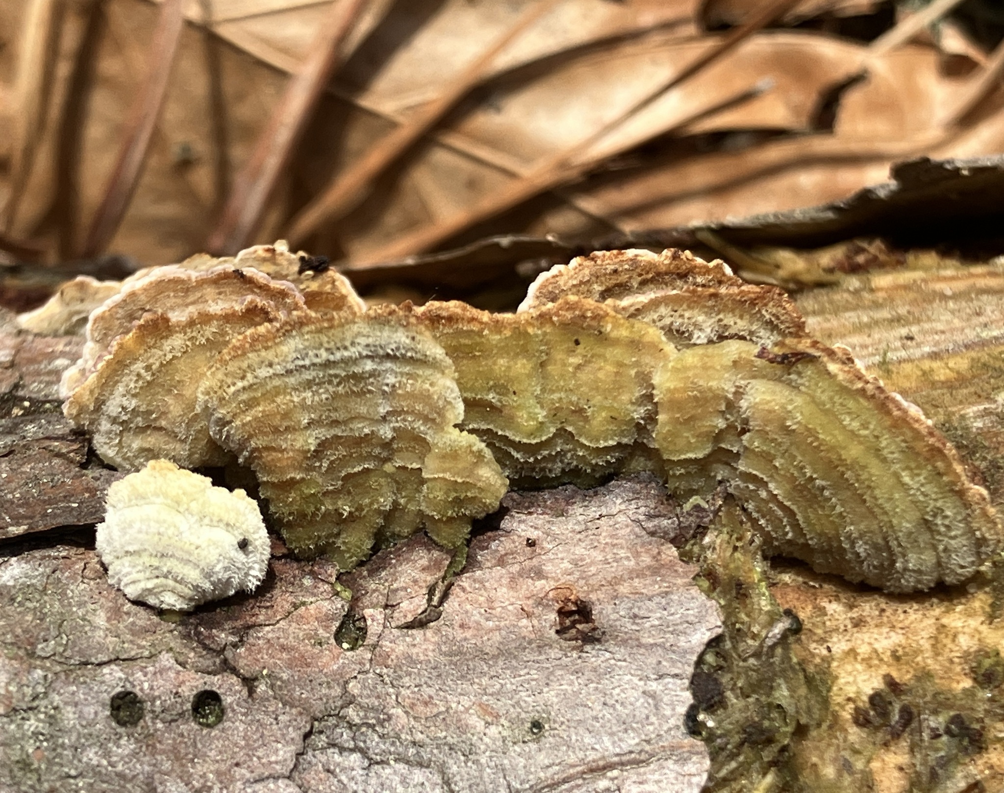 ワイルド　　コンゴ産　ポリプ　カミハタブリード About Brown Purplepore Bracket - Maryland Biodiversity Project