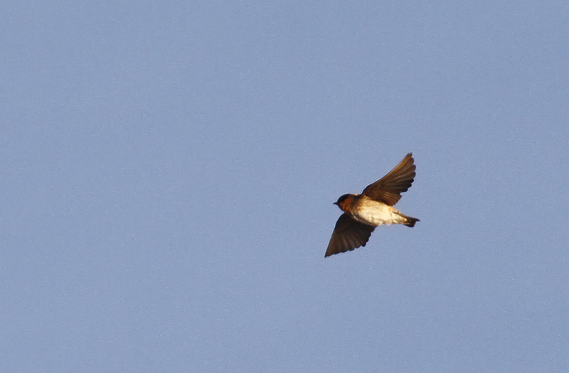 Cave Swallow in Worcester Co., Maryland (11/15/2015). (c) Bill Hubick, all rights reserved