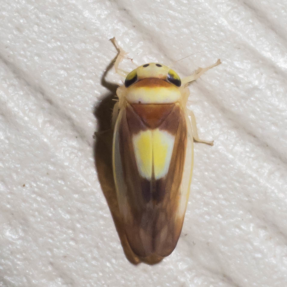 Saddleback Leafhopper in Anne Arundel Co., Maryland (Date obscured). (c) Timothy Reichard, all rights reserved
