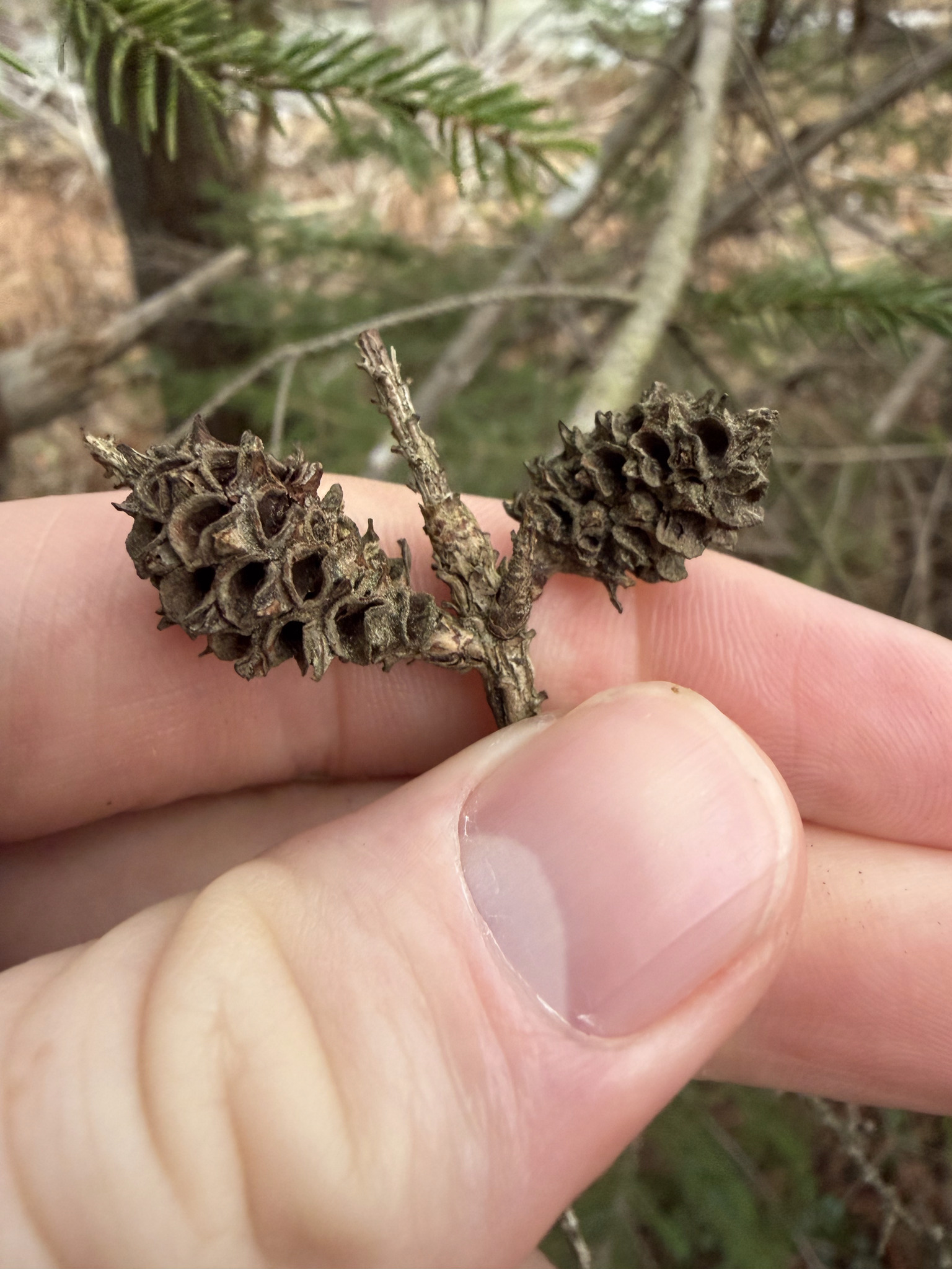 Eastern Spruce Gall Adelgid in Garrett Co., Maryland (Date obscured). (c) Kyle Klotz, all rights reserved