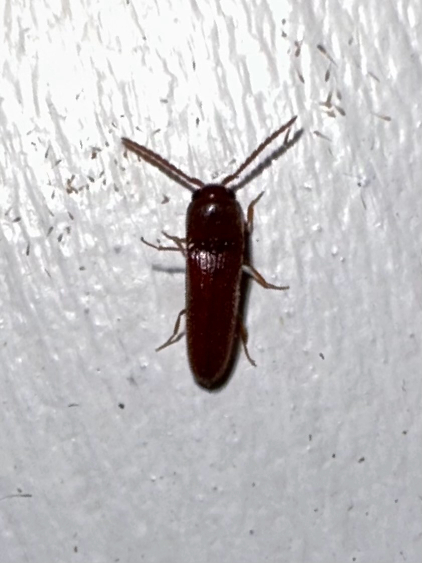 <em>Entomophthalmus rufiolus</em> in Harford Co., Maryland (8/15/2025). (c) Nick Spigler, some rights reserved (<a rel='license' href='http://creativecommons.org/licenses/by-nc/4.0/'>CC BY-NC</a>)