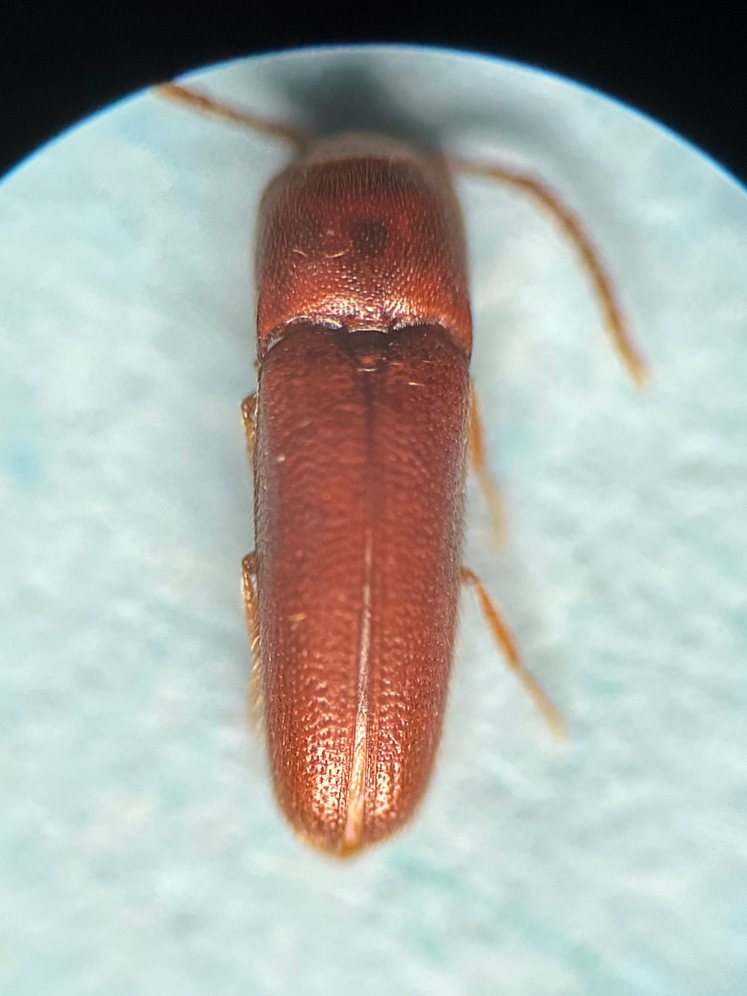 <em>Entomophthalmus rufiolus</em> in Harford Co., Maryland (8/15/2025). (c) Nick Spigler, some rights reserved (<a rel='license' href='http://creativecommons.org/licenses/by-nc/4.0/'>CC BY-NC</a>)