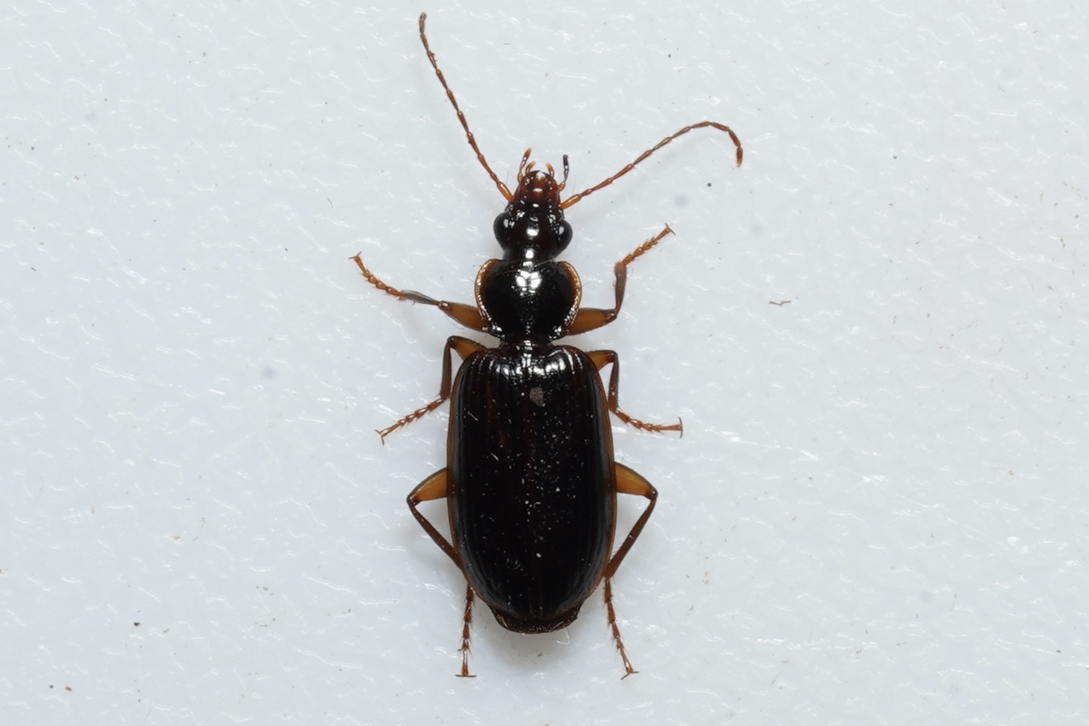 <em>Cymindis platicollis</em> in Garrett Co., Maryland (Date obscured). (c) Kyle Klotz, all rights reserved