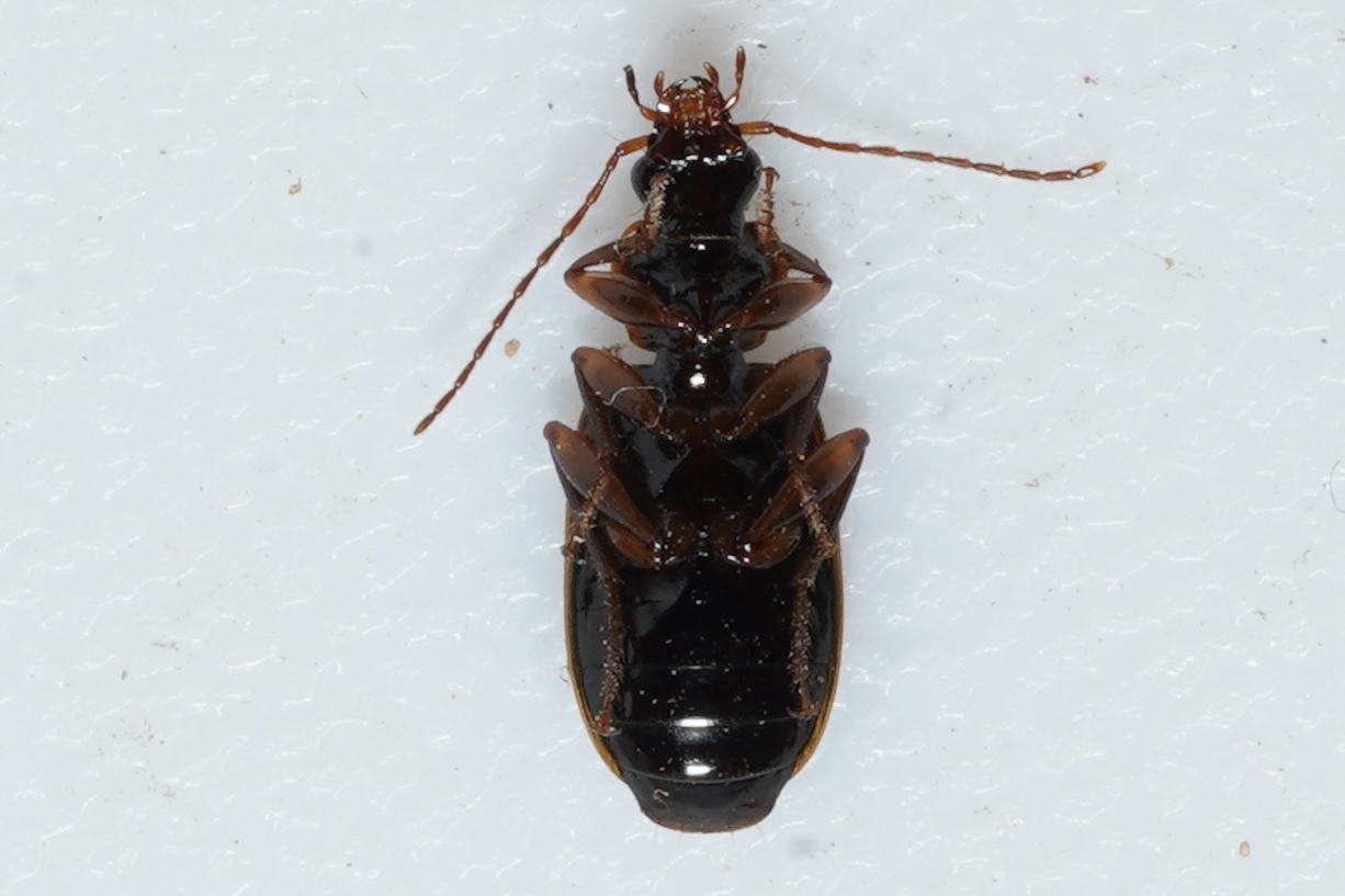 <em>Cymindis platicollis</em> in Garrett Co., Maryland (Date obscured). (c) Kyle Klotz, all rights reserved