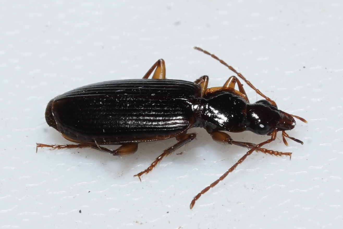 <em>Cymindis platicollis</em> in Garrett Co., Maryland (Date obscured). (c) Kyle Klotz, all rights reserved