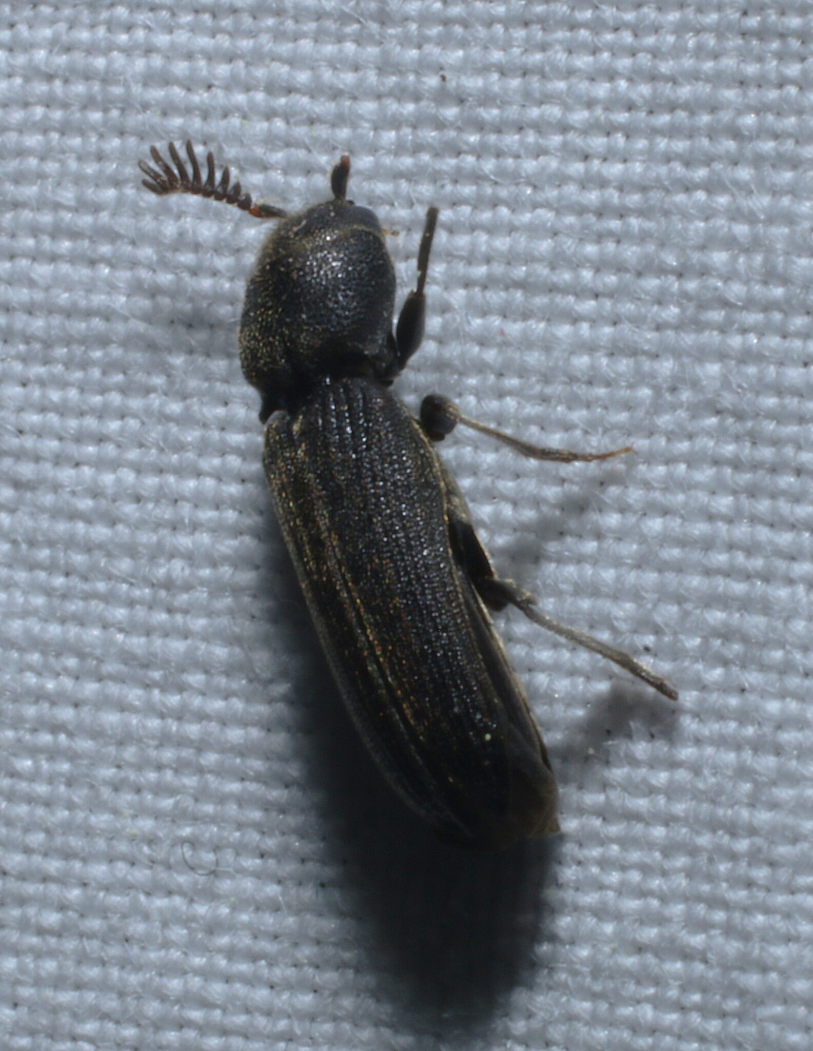 <em>Melasis pectinicornis</em> in St. Mary's Co., Maryland (4/3/2025). (c) jtylerbell, some rights reserved (<a rel='license' href='http://creativecommons.org/licenses/by-nc/4.0/'>CC BY-NC</a>)