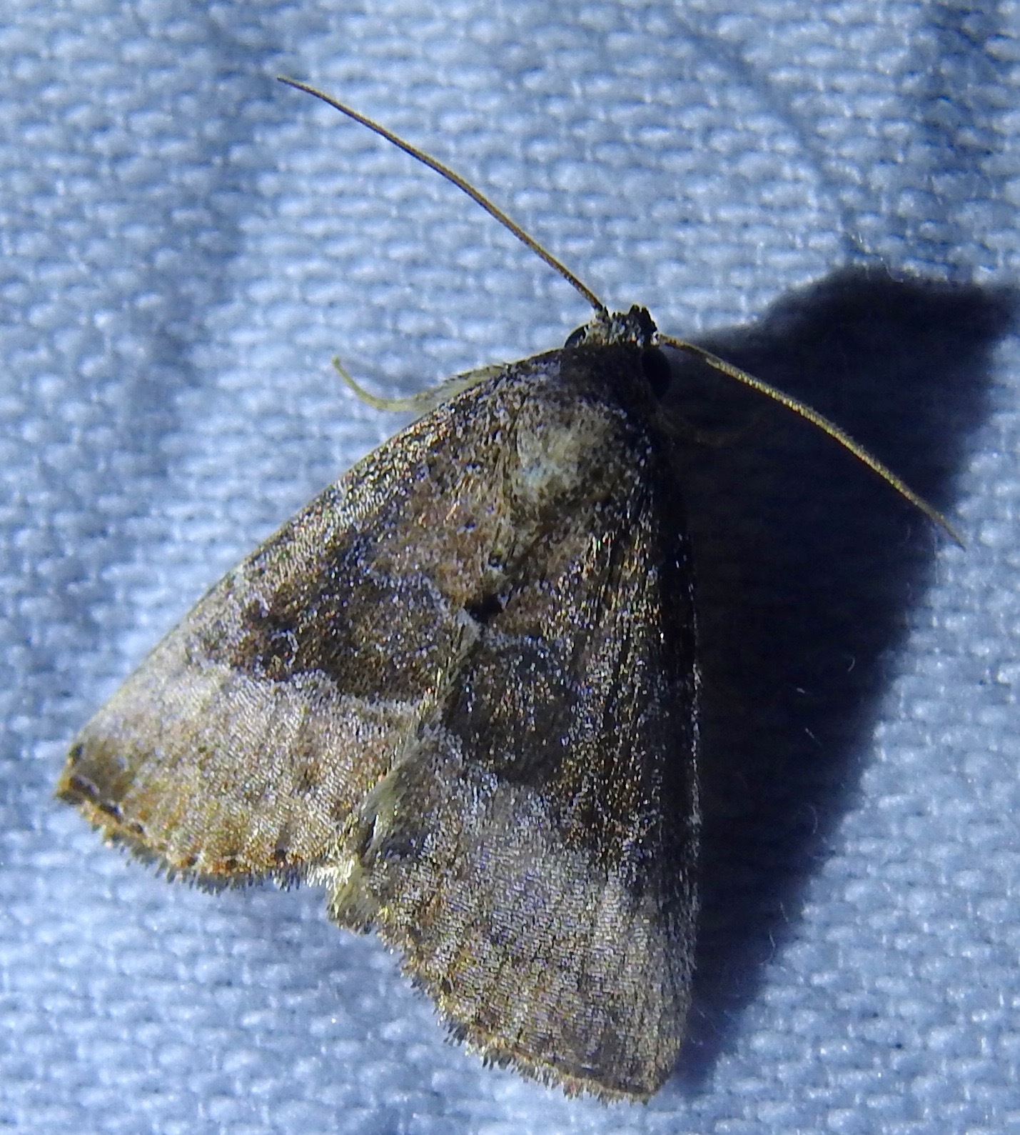 Common Pinkband Moth in Howard Co., Maryland (7/23/2016). (c) Kurt R. Schwarz, some rights reserved (<a rel='license' href='http://creativecommons.org/licenses/by-nc-nd/4.0/'>CC BY-NC-ND</a>)