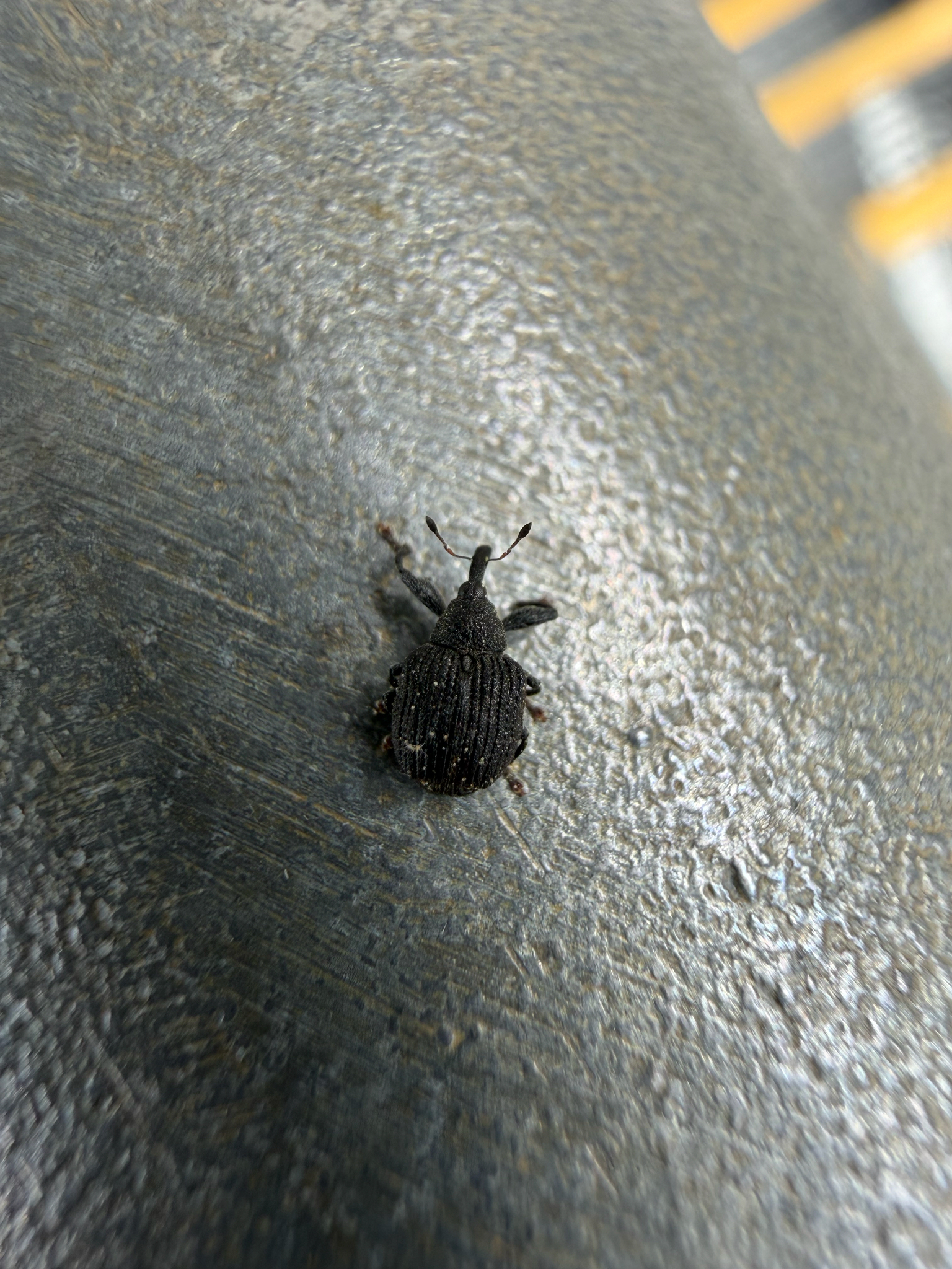 Yellow Poplar Weevil in Prince George's Co., Maryland (4/22/2026). (c) a reece, some rights reserved (<a rel='license' href='http://creativecommons.org/licenses/by-nc/4.0/'>CC BY-NC</a>)