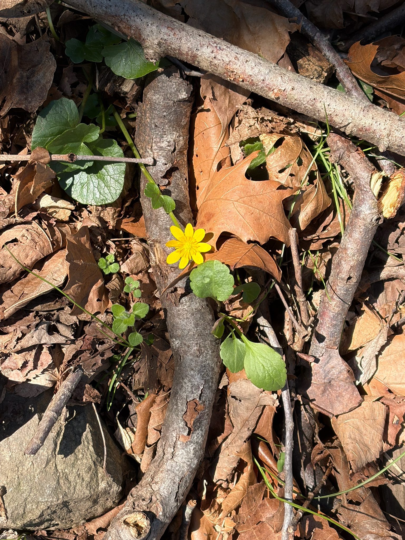 Lesser Celandine in Harford Co., Maryland (4/6/2026). (c) Cole Tiemann, some rights reserved (<a rel='license' href='http://creativecommons.org/licenses/by-nc/4.0/'>CC BY-NC</a>)