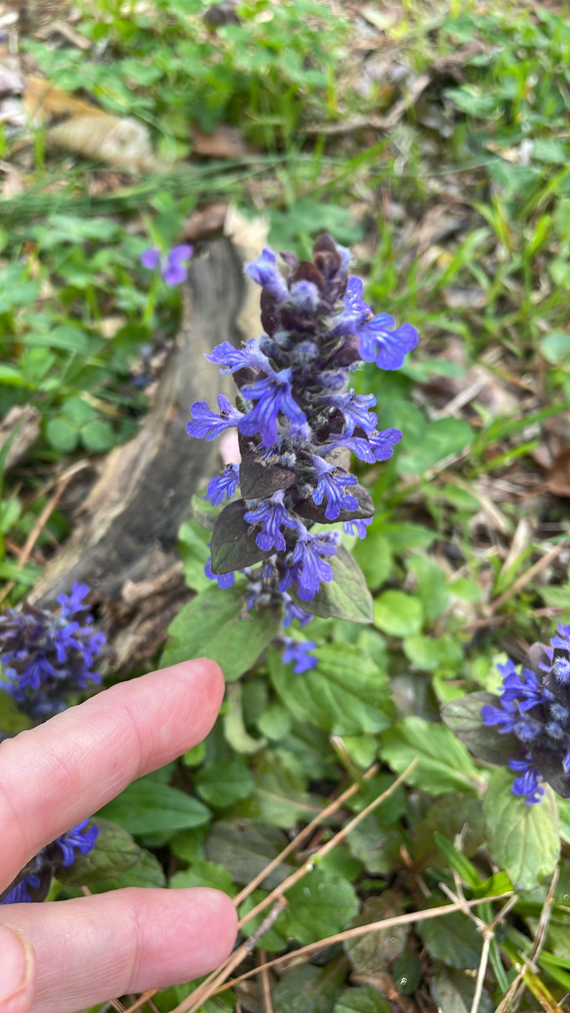 Common Bugle in Prince George's Co., Maryland (4/14/2026). (c) Robin Sleeman, some rights reserved (<a rel='license' href='http://creativecommons.org/licenses/by-nc/4.0/'>CC BY-NC</a>)