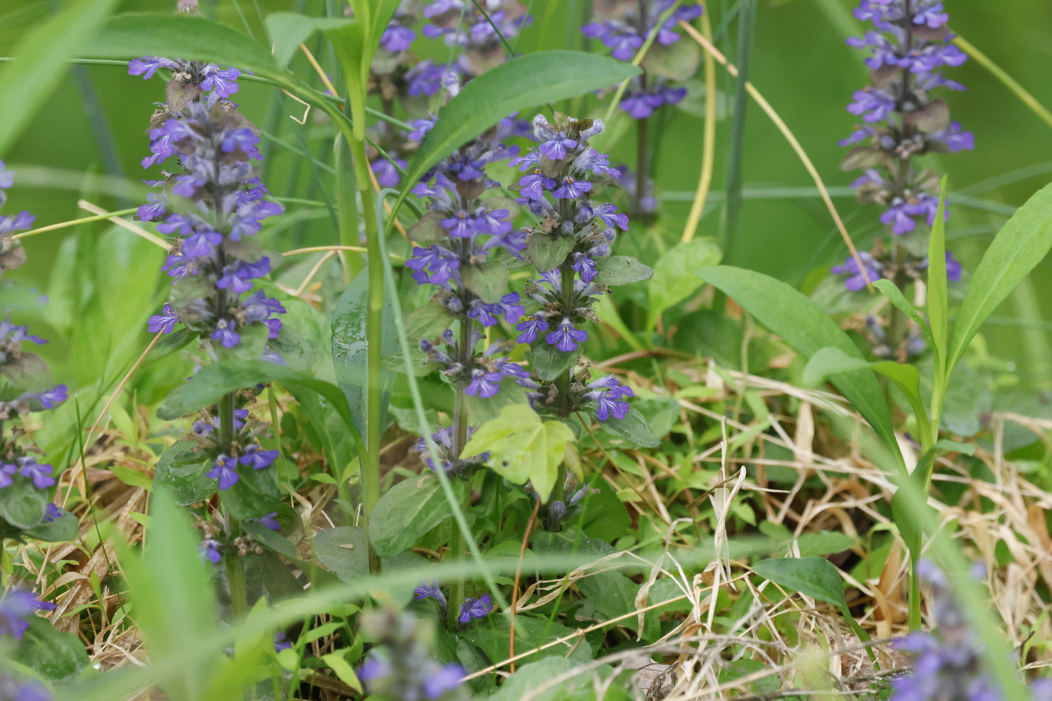 Common Bugle in Frederick Co., Maryland (4/25/2026). (c) dansmall, some rights reserved (<a rel='license' href='http://creativecommons.org/licenses/by-nc/4.0/'>CC BY-NC</a>)