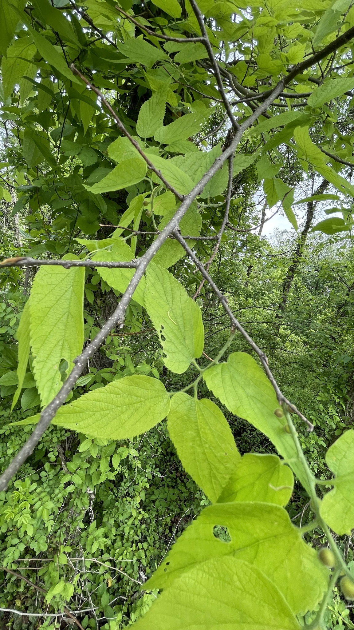 Common Hackberry in Montgomery Co., Maryland (4/26/2026). (c) Jane Hill, some rights reserved (<a rel='license' href='http://creativecommons.org/licenses/by-nc/4.0/'>CC BY-NC</a>)