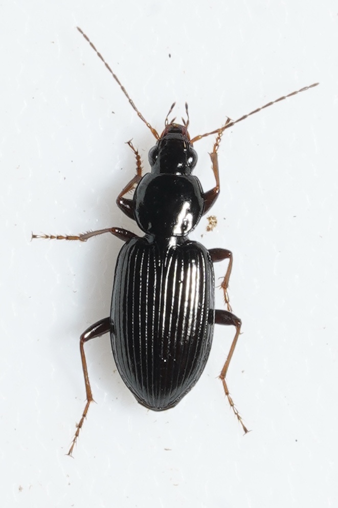 <em>Agonum punctiforme</em> in Garrett Co., Maryland (Date obscured). (c) Kyle Klotz, all rights reserved