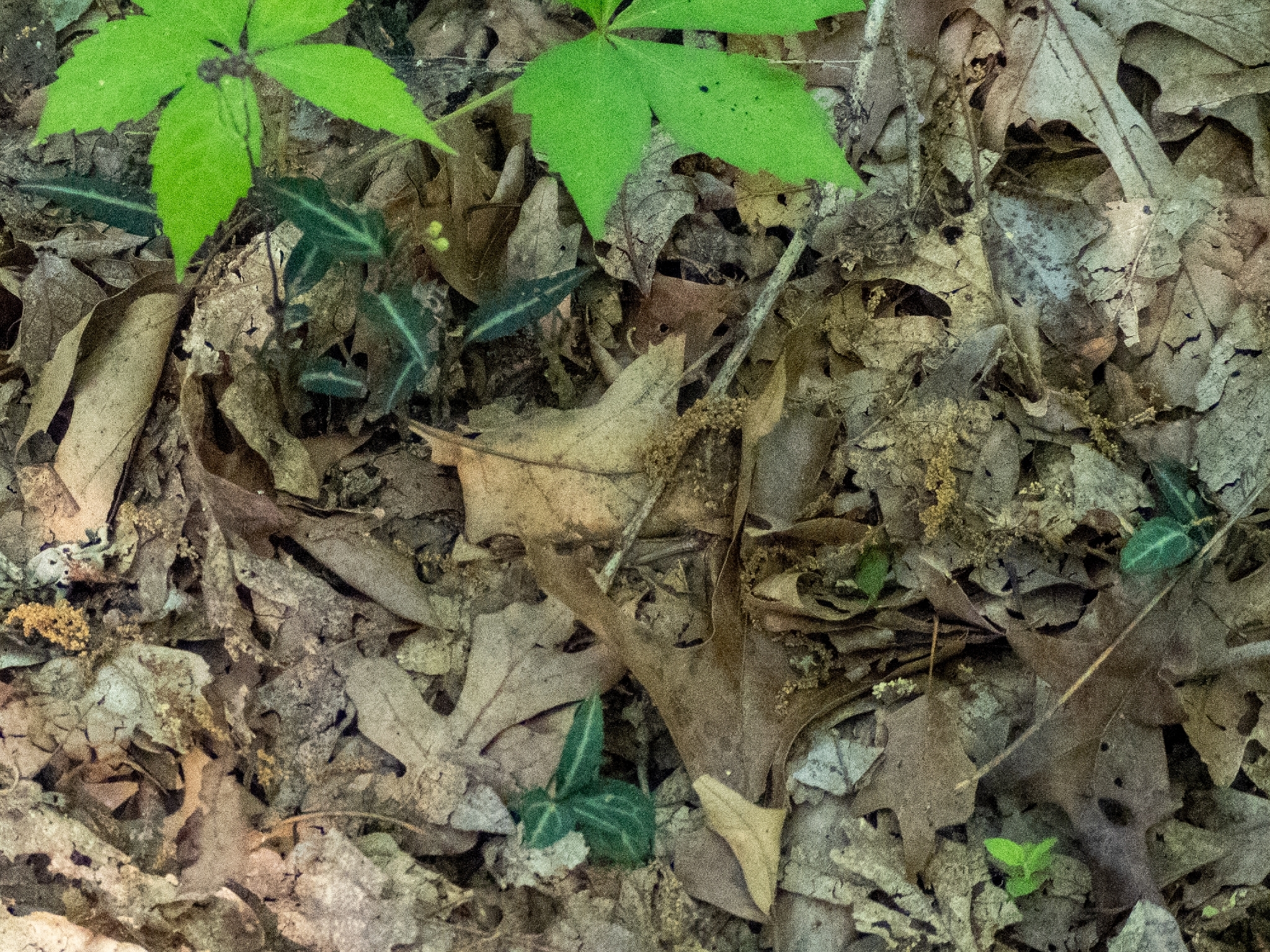 Spotted Wintergreen in Washington Co., Maryland (5/11/2026). (c) Caitlin, some rights reserved (<a rel='license' href='http://creativecommons.org/licenses/by-nc/4.0/'>CC BY-NC</a>)