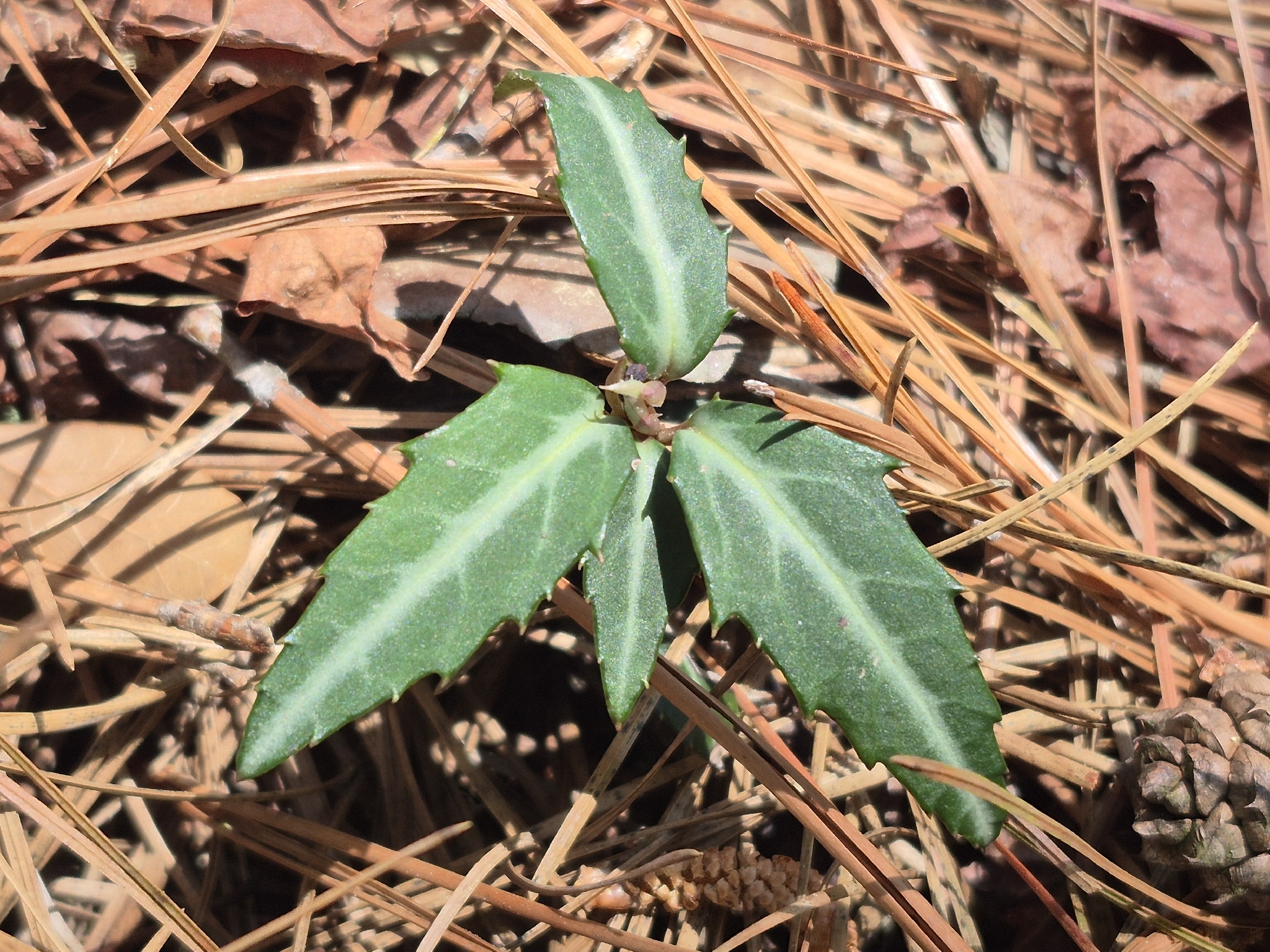 Spotted Wintergreen in Worcester Co., Maryland (5/12/2026). (c) Wayne Longbottom, some rights reserved (<a rel='license' href='http://creativecommons.org/licenses/by-nc/4.0/'>CC BY-NC</a>)