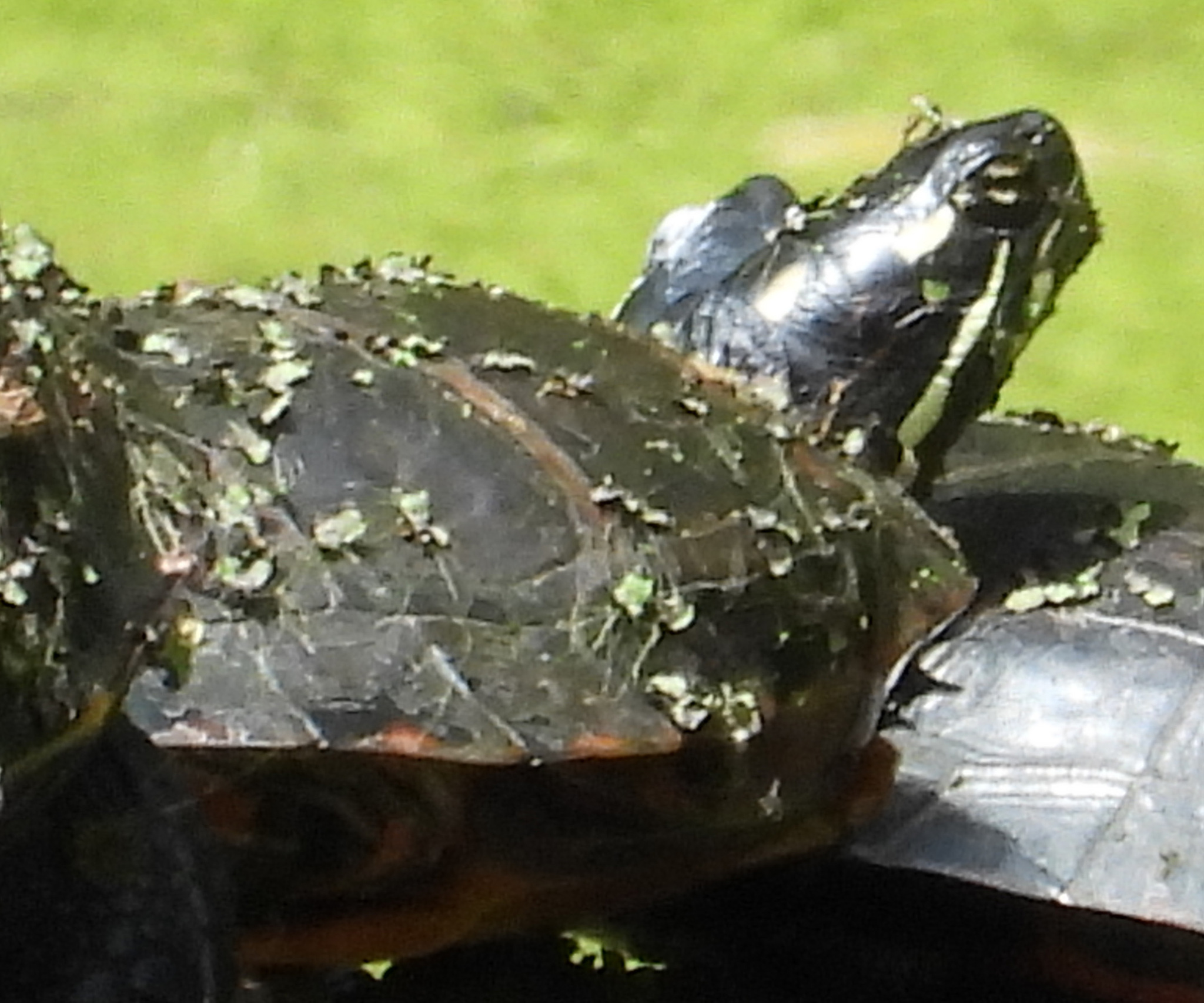 Eastern Painted Turtle in Montgomery Co., Maryland (5/14/2026). (c) Dan Treadwell, some rights reserved (<a rel='license' href='http://creativecommons.org/licenses/by-nc/4.0/'>CC BY-NC</a>)