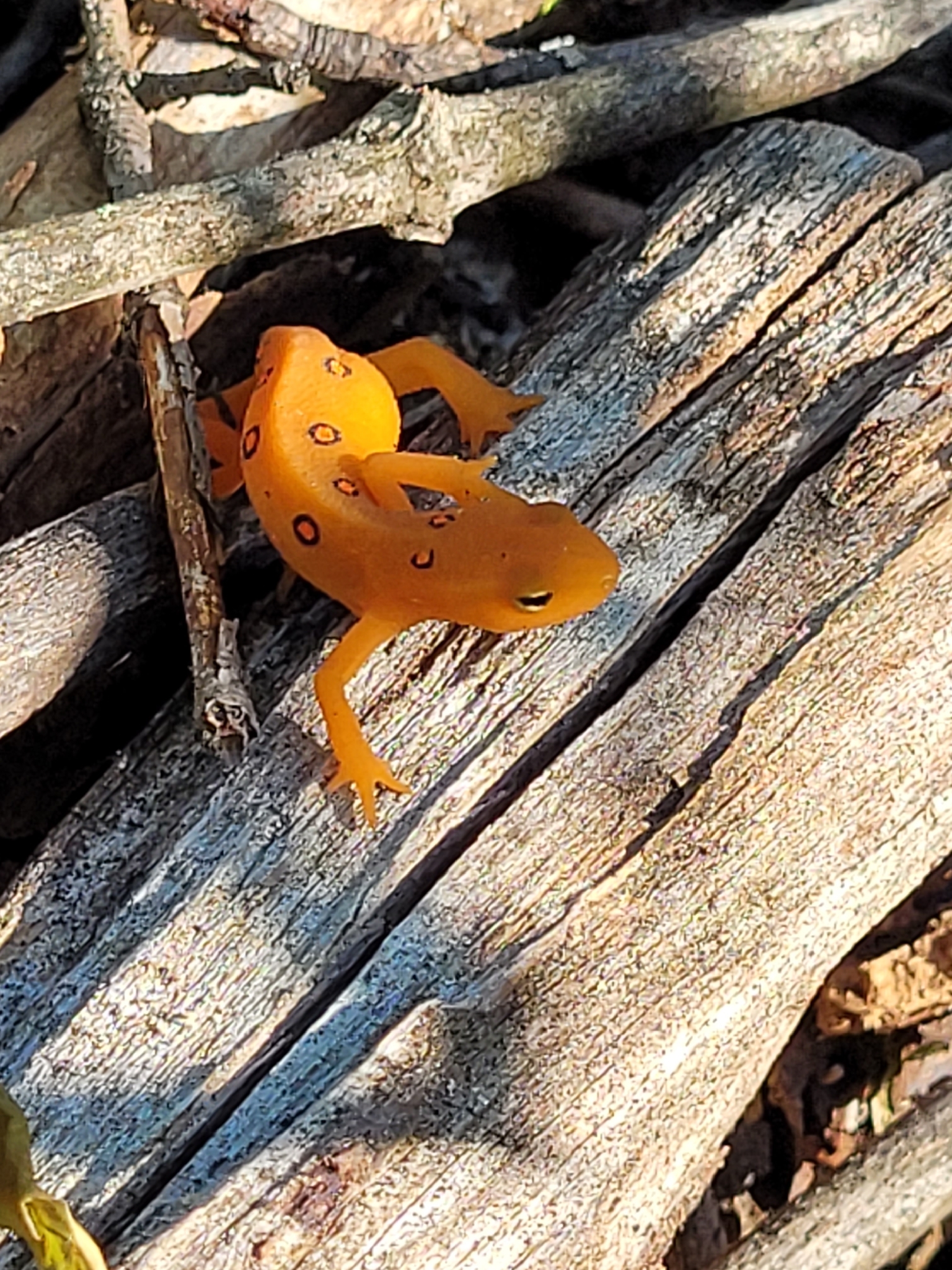 Eastern Newt in Garrett Co., Maryland (5/31/2026). No rights reserved