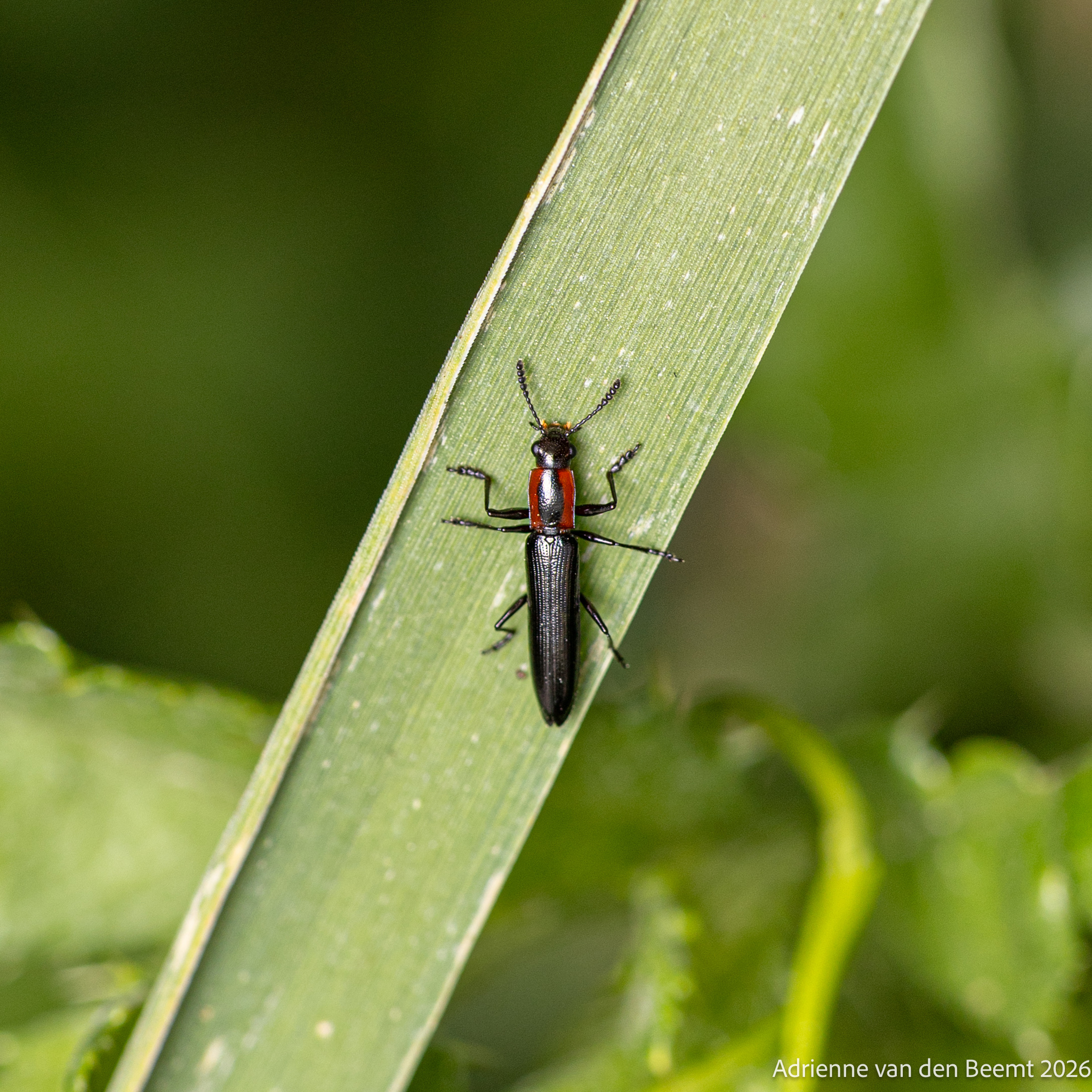 About Slender Lizard Beetle - Maryland Biodiversity Project