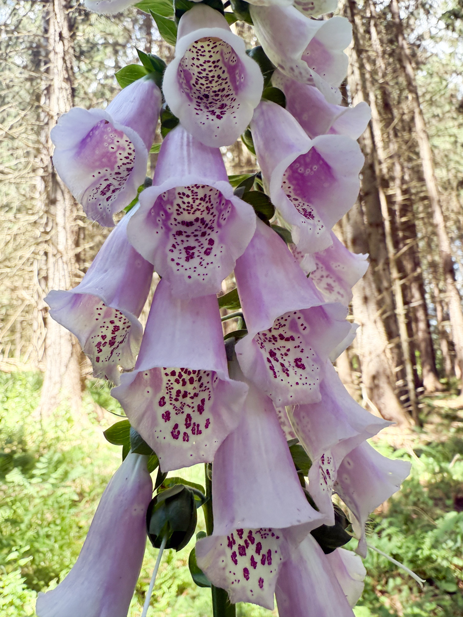 Media for Purple Foxglove - Digitalis purpurea - Maryland