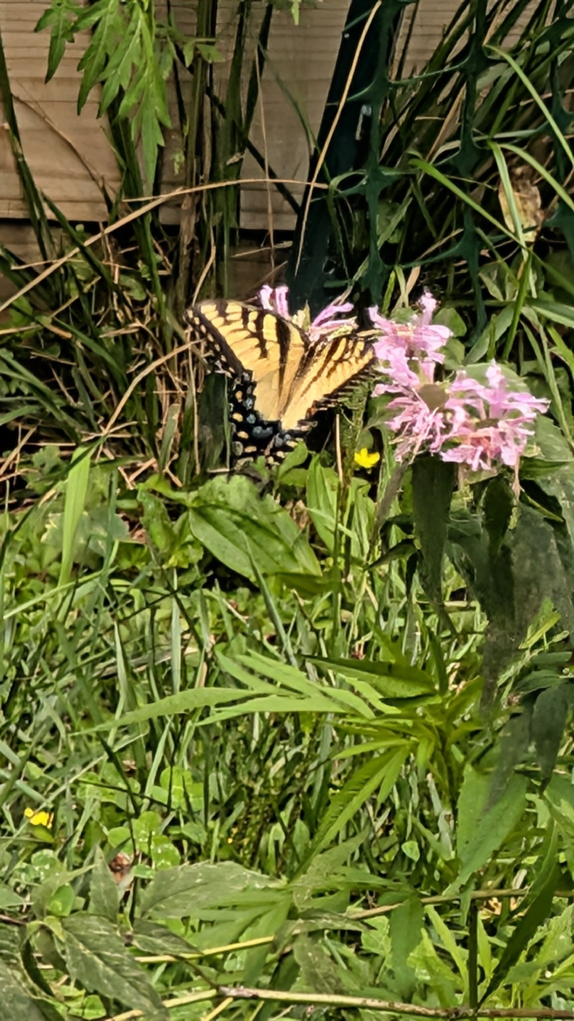 Record #1631248 Details - Maryland Biodiversity Project