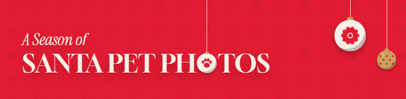 Santa Pet Photography